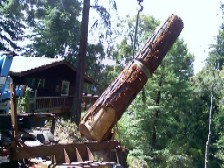Santa Cruz logging