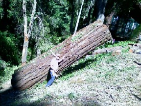 clearheart redwood