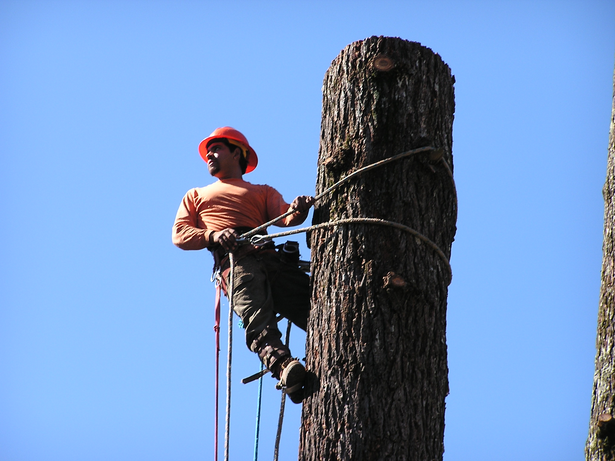 Manintree
