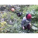 pumpkinshunting