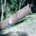 old growth redwood lumber