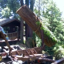 redwood lumber tree removal