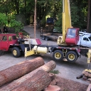 redwood tree removal