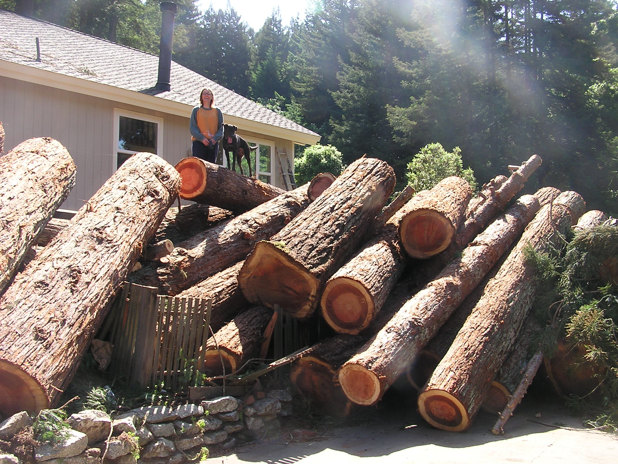 Redwood logpile