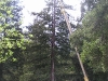 Tree Removal highlift