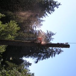 sawdust