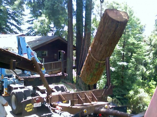 tree removal old growth redwood lumber
