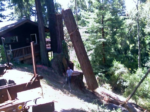 oldgrowth redwood