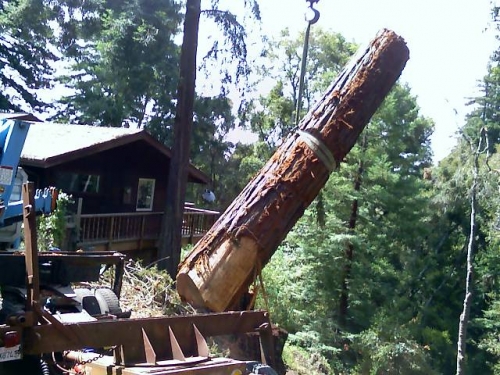 redwood logs