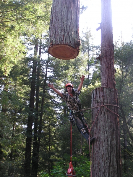 redwood large tree removal