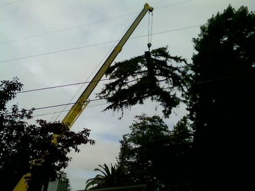 large tree removal