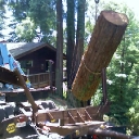 tree removal old growth redwood lumber