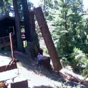 oldgrowth redwood