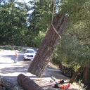 large tree removal