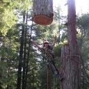 redwood large tree removal