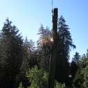 tree removal