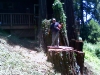 Tree Removal