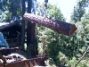 Tree Removal redwood lumber