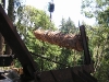 Santa cruz Tree Service loads redwood logs