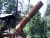 Santa Cruz Tree Service Redwood logs loading