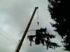 Tree Removal