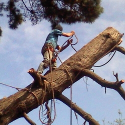 tree work