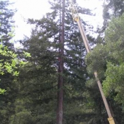 tree removal