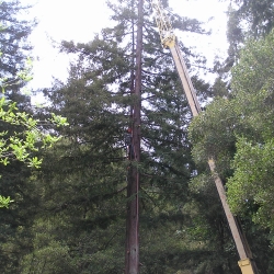 redwood tree removal