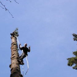 tree removal