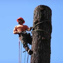 tree removal