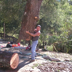 santa cruz tree service