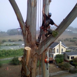 treeclimber