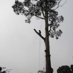 tree removal