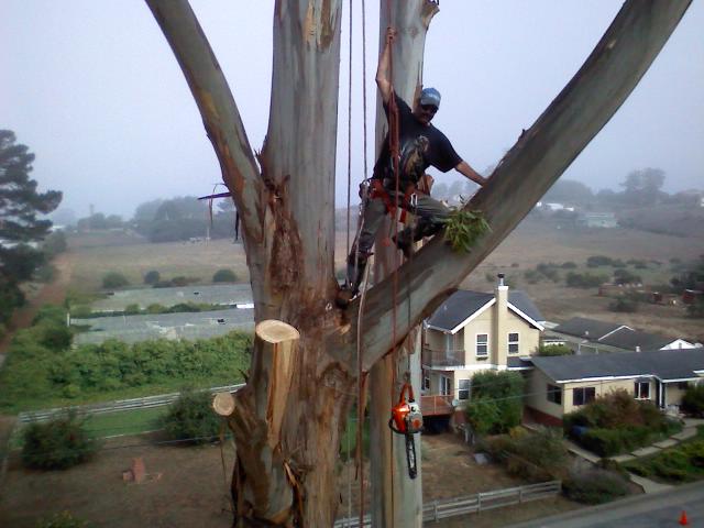 treeclimber