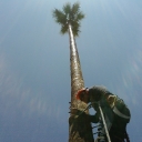 Palm Tree Trimming