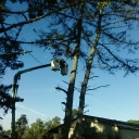 bucket truck tree trimming