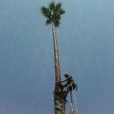 Palm tree Trimming