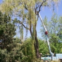 Tree Trimming