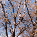 treetrimming